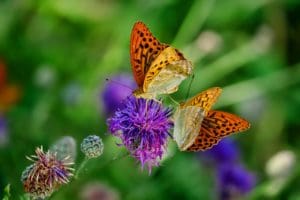 Butterflies in Garden